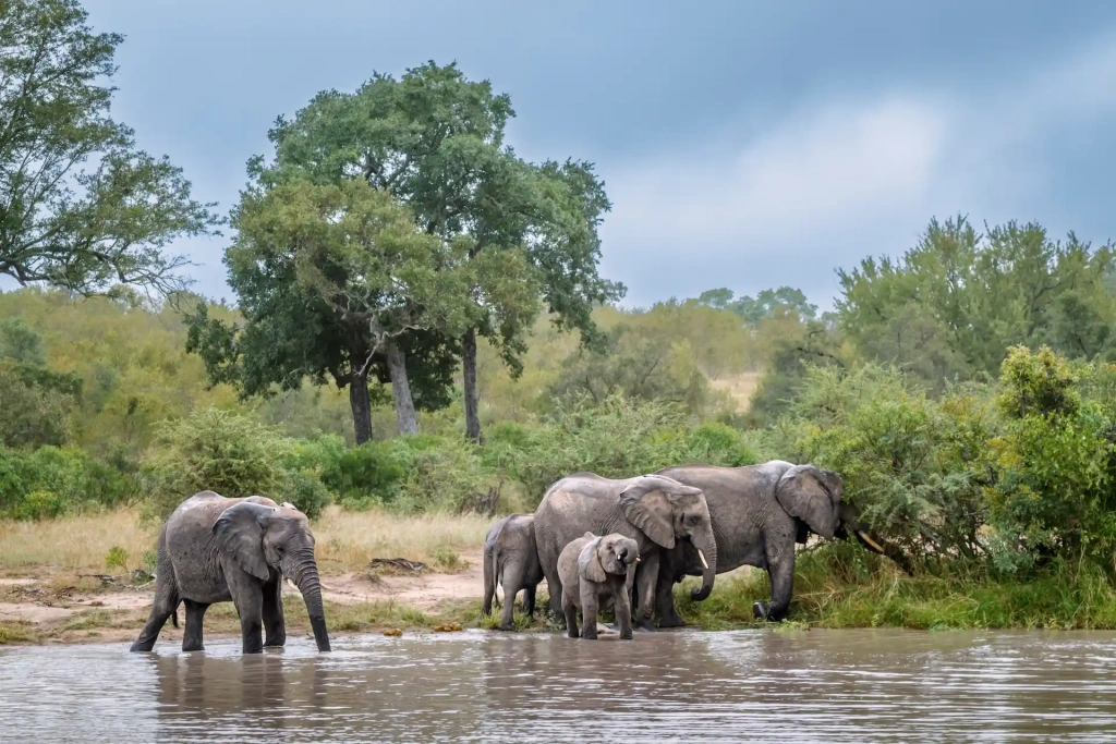 9 smartest animals in the world with human-like traits