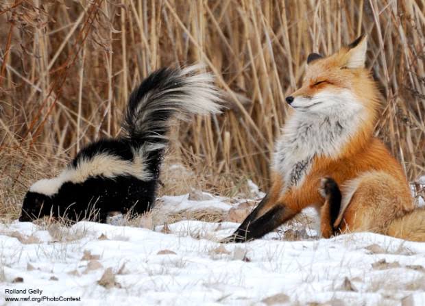 Animal Survival: The Incredible Ways Wildlife Adapts, Evolves, and Thrives in a Changing World