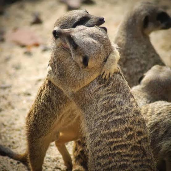 Animal Emotions: What do researchers talk about?