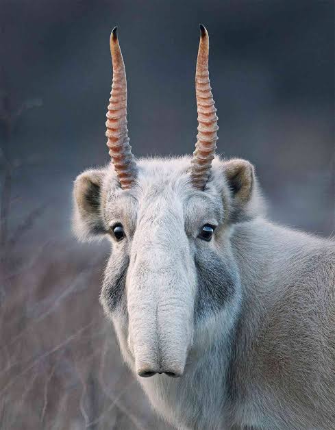 Six of the Best Rare Animal Sightings