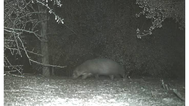 The mystery of wildlife and a world beyond our understanding
