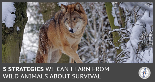 Animal Survival: 5 Strategies We Can Learn From Animals About Survival