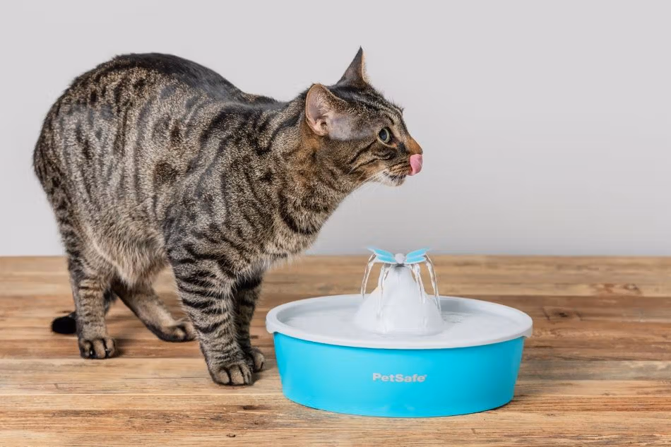 How to Take Care of a Cat: Essential Cat Tips