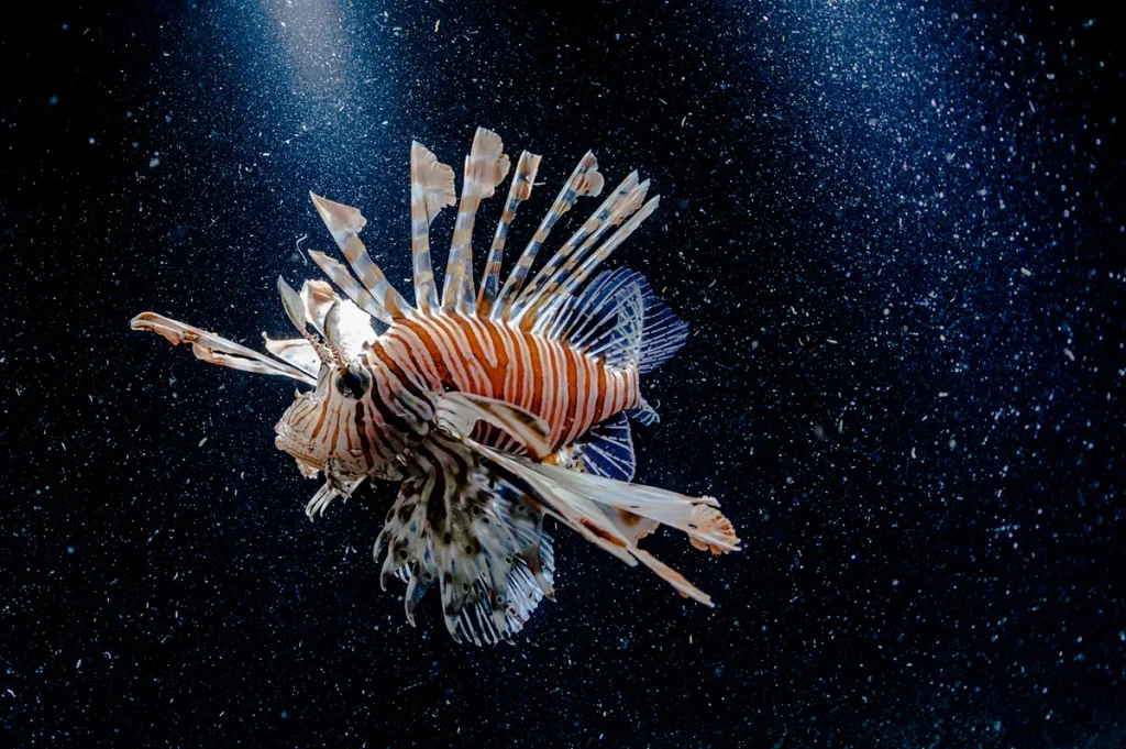 World’s 15 deadliest sea creatures: Meet the most dangerous animals in the ocean