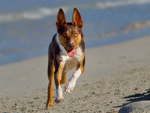 Facts About Dogs: What You Need to Know